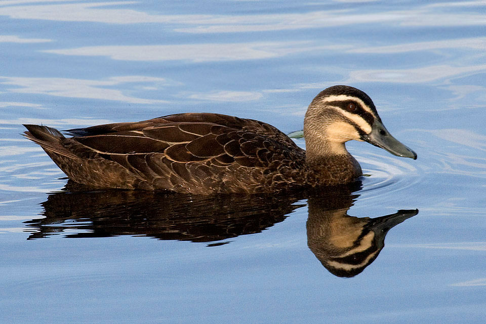 Pacific Black Duck (Anas superciliosa)